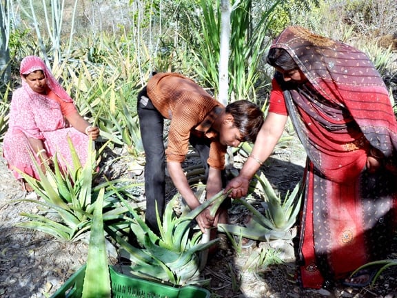 The women of the village tending Aloe Vera