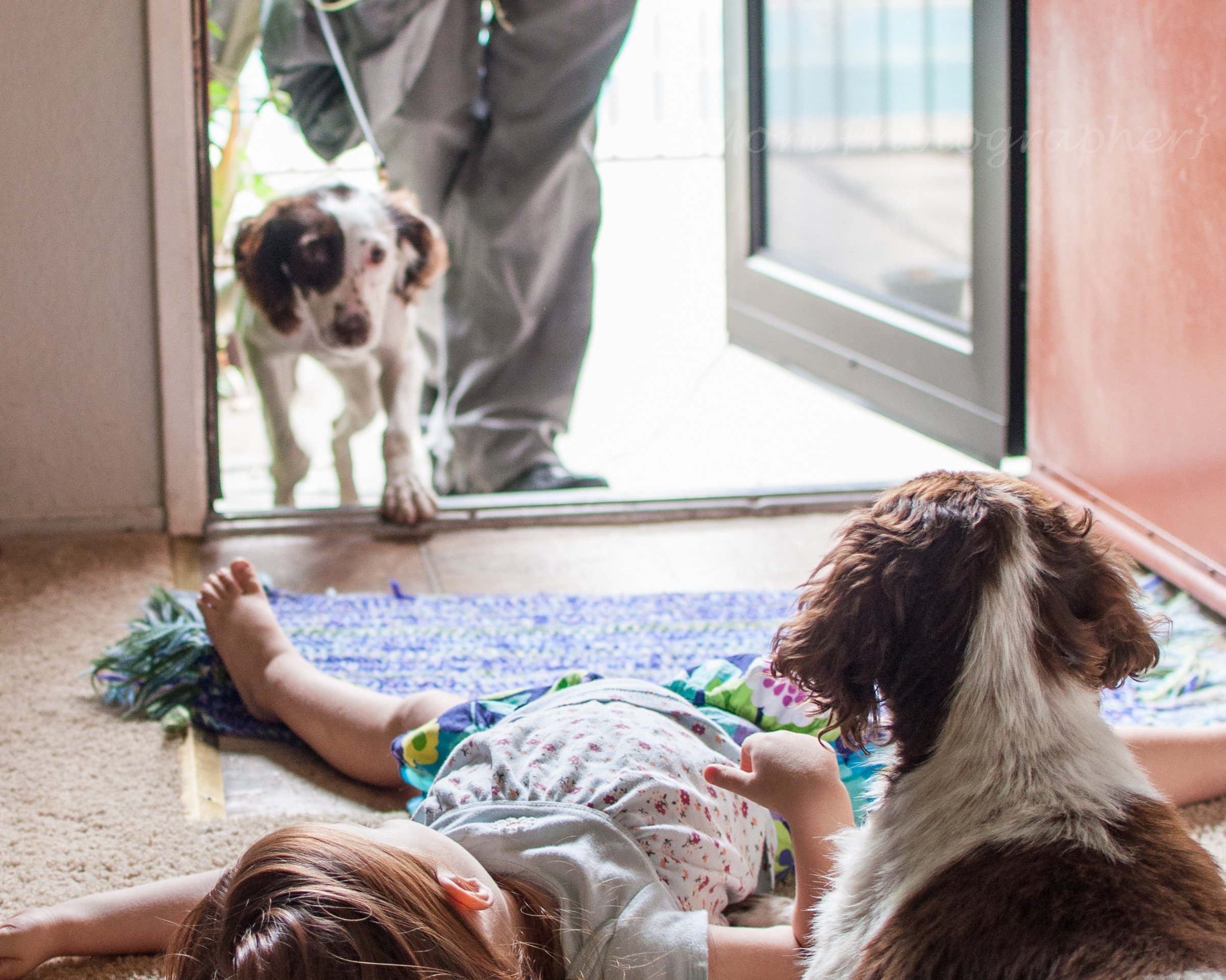 CALIFORNIA, USA: Family + Puppy = Happiness?