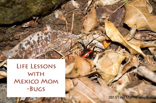 MEXICO: Life Lessons About Bugs