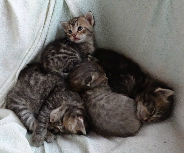 MEXICO: Life Lesson: Kittens In A Backpack