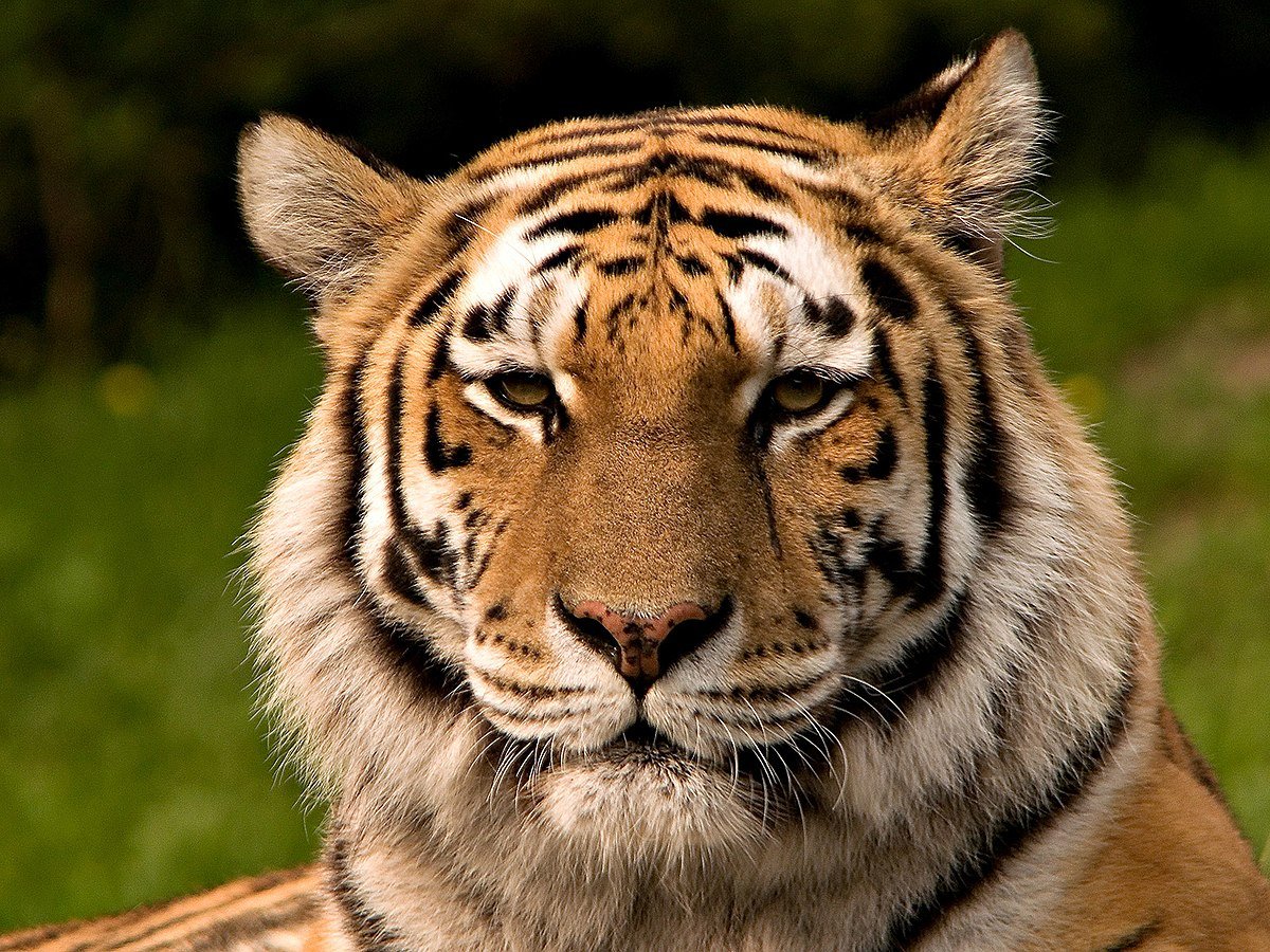 World Voice: Where Humans Dare @Global_TigerDay #globaltigerday